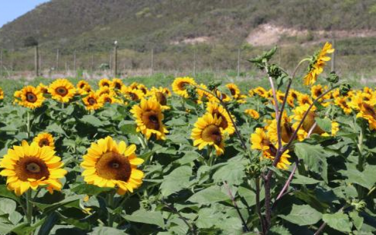 Con 14 refugiados el agrimensor finca Girasoles Guánica